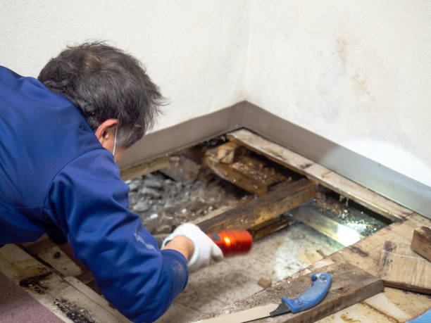 Best Post-Remediation Services in Buna, TX