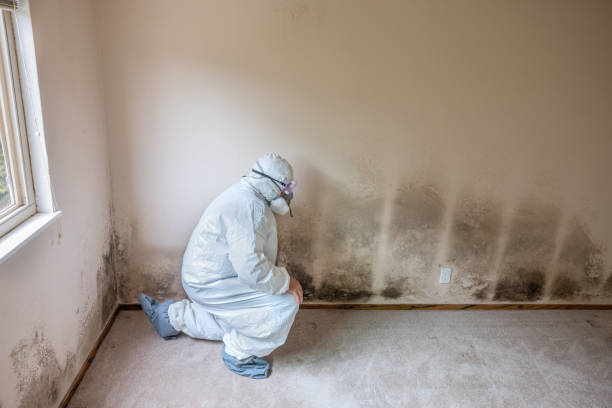 Best Basement Mold Remediation in Buna, TX