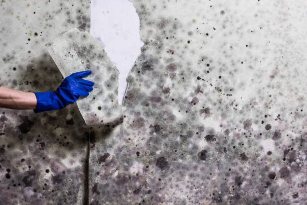Best Residential Mold Remediation in Buna, TX