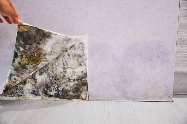 Best Health and Safety Mold Remediation in Buna, TX